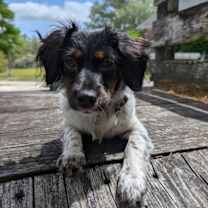 Thumbnail photo of Peppermint Pattie #3