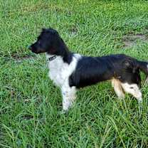 Thumbnail photo of Peppermint Pattie #4