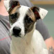 Thumbnail photo of Scarlette #2