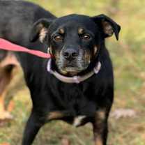 Thumbnail photo of Bella #3