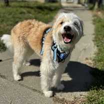 Thumbnail photo of Spottie #2