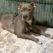 Thumbnail photo of Alita #4