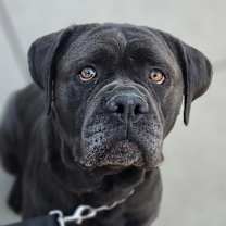 Thumbnail photo of May May - ECAS #1