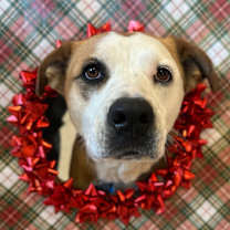 Thumbnail photo of Belinda Carlisle #1