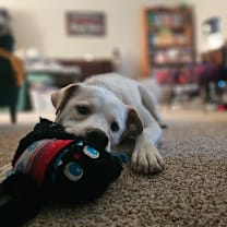 Thumbnail photo of Milo #2