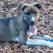 Thumbnail photo of Cinna Bun #1