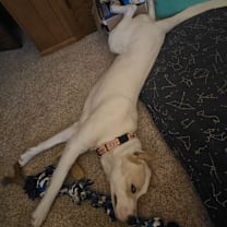 Thumbnail photo of Milo #3