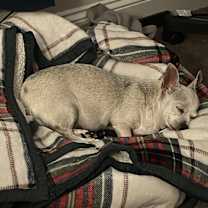 Thumbnail photo of Miso #4