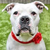 Thumbnail photo of Flower #1