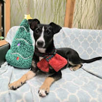 Thumbnail photo of Thumper CP #1