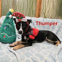 Thumbnail photo of Thumper CP #2