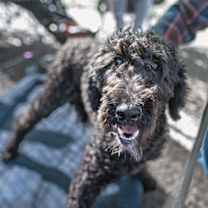 Thumbnail photo of Sombra #1