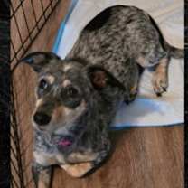 Thumbnail photo of Talaya #2