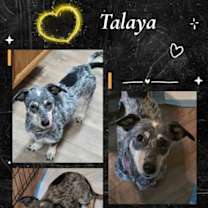 Thumbnail photo of Talaya #4
