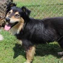 Thumbnail photo of Joey #1