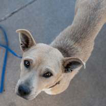 Thumbnail photo of Sweetie #1