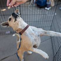 Thumbnail photo of Sweetie #2