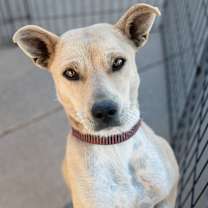 Thumbnail photo of Sweetie #3