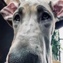 Thumbnail photo of Ava #4