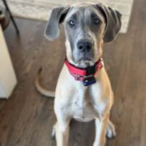 Thumbnail photo of Ava #1