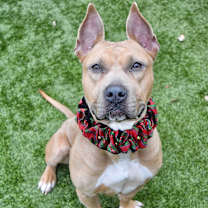 Thumbnail photo of Linnett #1