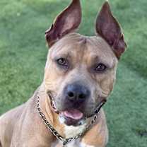 Thumbnail photo of Linnett #2