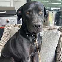 Thumbnail photo of Moose #1