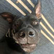 Thumbnail photo of Moose #2