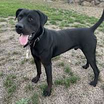 Thumbnail photo of Moose #3