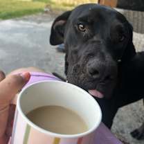 Thumbnail photo of Moose #4