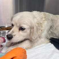 Thumbnail photo of Scully #1