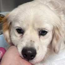 Thumbnail photo of Scully #2