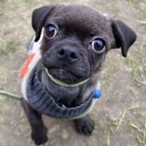 Thumbnail photo of Biggie #2