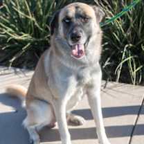 Thumbnail photo of Mister Meh #2