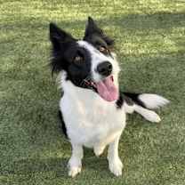 Thumbnail photo of Piper #2