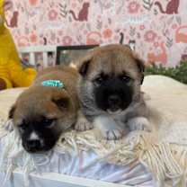 Thumbnail photo of Austin Travel #3