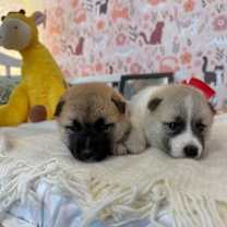 Thumbnail photo of Nashville Travel #2