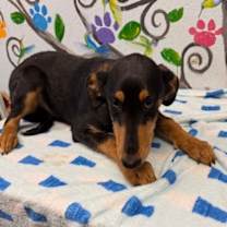 Thumbnail photo of Johnny 25 #1