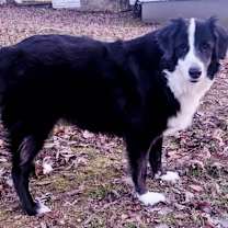 Thumbnail photo of IZZY-FOSTER NEEDED! #2