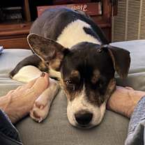 Thumbnail photo of Snoopy #1