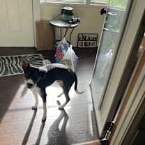 Thumbnail photo of Snoopy #2