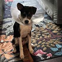 Thumbnail photo of Snoopy #3