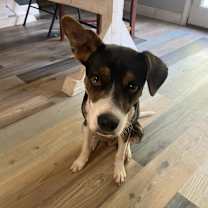 Thumbnail photo of Snoopy #4