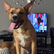 Thumbnail photo of Hank #1