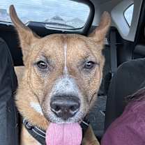 Thumbnail photo of Hank #2