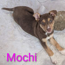 Thumbnail photo of Mochi #1