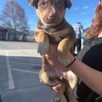 Thumbnail photo of Mochi #2