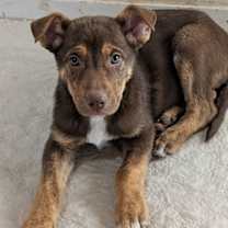 Thumbnail photo of Miso #1