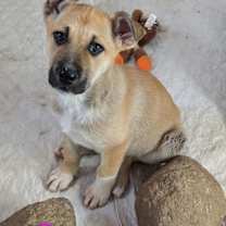 Thumbnail photo of Sesame #1