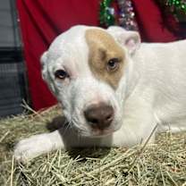 Thumbnail photo of Patchy Pete #1